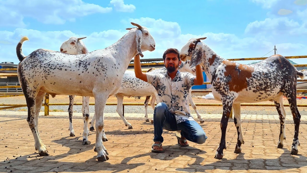 Goat Farms in Mumbai