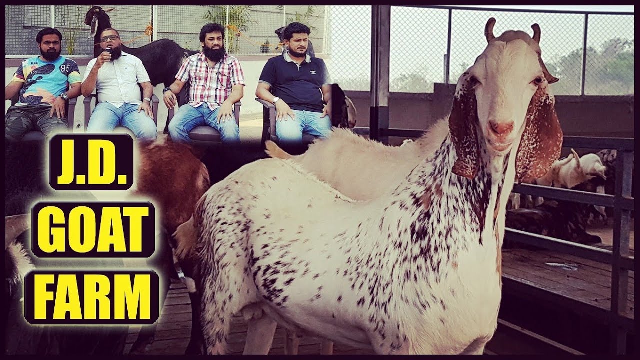 JD Goat Farm World's Leading Lodging & Boarding (Palai) Farm