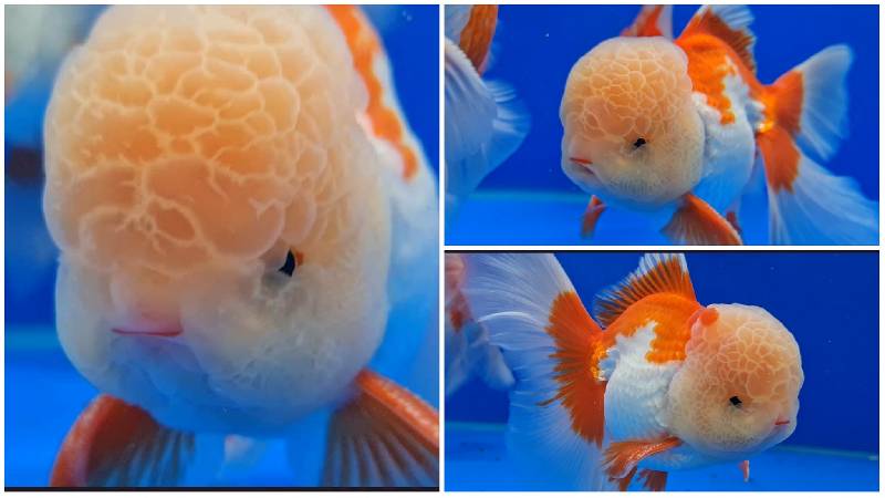 Oranda Goldfish