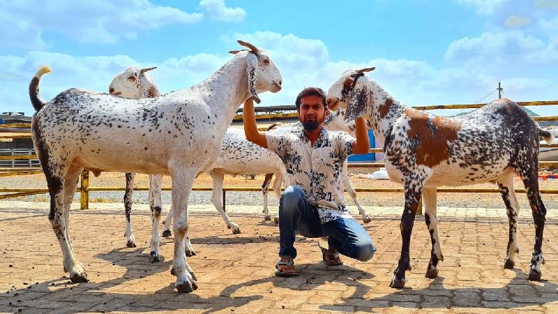 Goat Farms in Mumbai