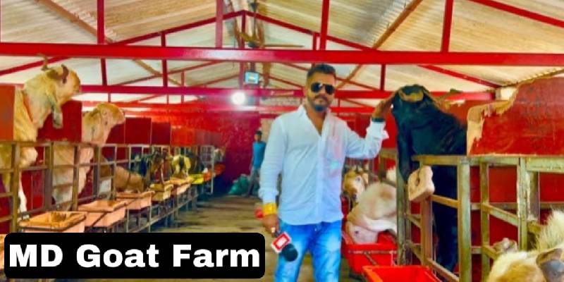 Mohammad Bhai, MD Goat Farm